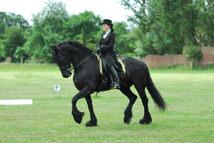 Friesian Horse