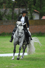 Andalusian Display