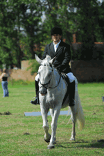 Lippuzzaner riding horses