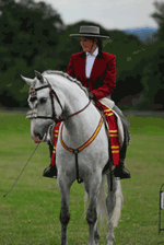 Andalusian Horse