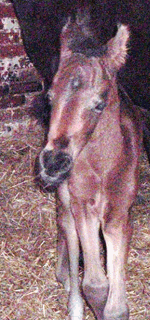 Foal at Johnson Brothers - Feed Merchants - West Midlands