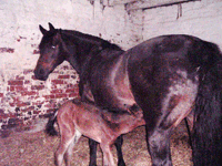 New Foal at Andy Tack
