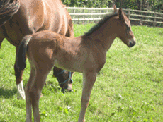 Foal at Johnson Bros