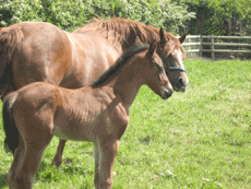 New foal at Johnsons Brothers Feed