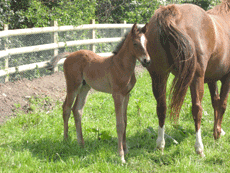 Johnsons Feed Foal