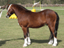 Sparky owned by KAOS Arabians