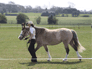 Showing Class at Beacon Riding Club